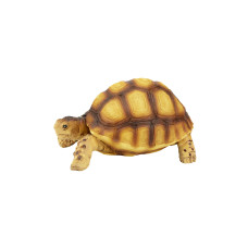 TD TARTARUGA TERRESTRE
