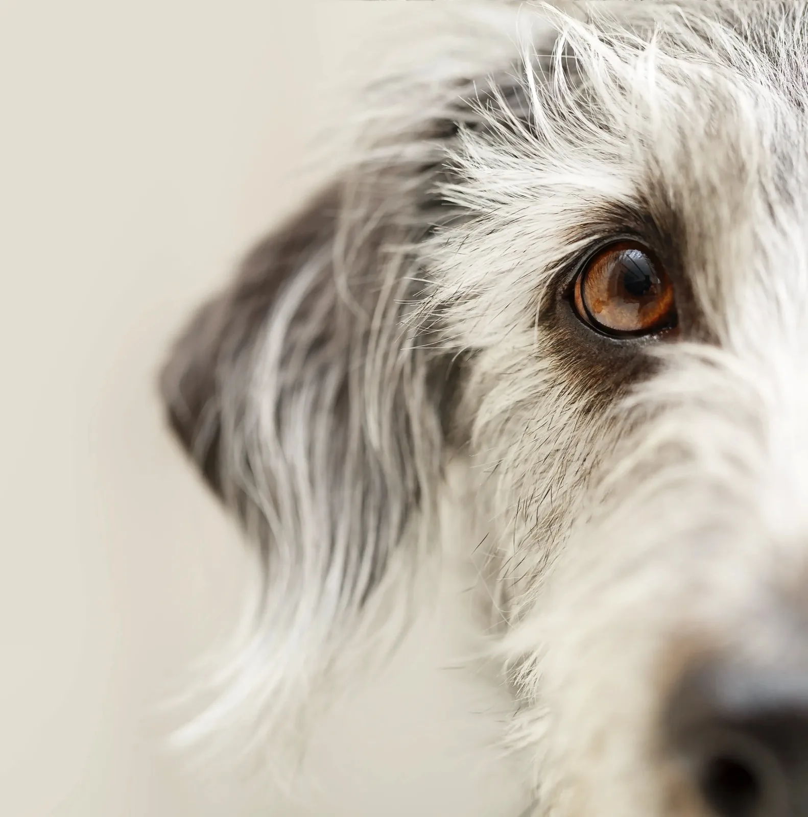 Loja online Companhia de 4 Patas, produtos para cães e gatos
